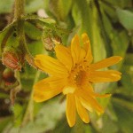 Arnica (Bergwohlverleih)