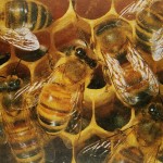 Honigbienen