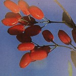 Berberis vulgaris Sauerdorn