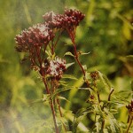 Eupatorium perfoliatum